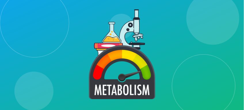 The Science Behind Metabolic Rate: How Your Body's Energy Factory Really Works
